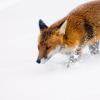 Fox in Snow. Photo by Janice Gill on Unsplash.